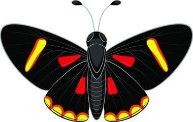 Red and Black Butterfly Logo - Search photos 