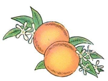 Florida Orange Logo - My Florida History: Florida's State Fruit, The Orange
