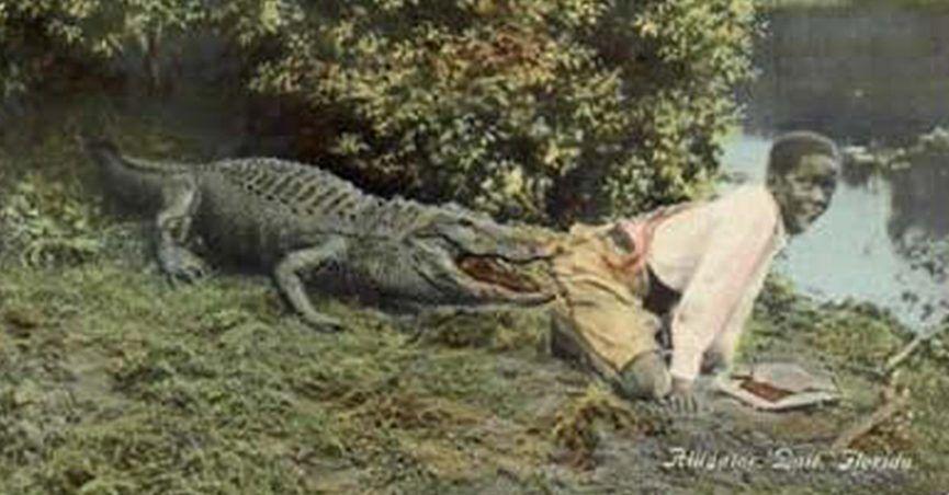 Crocodile Friend Logo - Were Black Children Used as Alligator Bait in the American South?