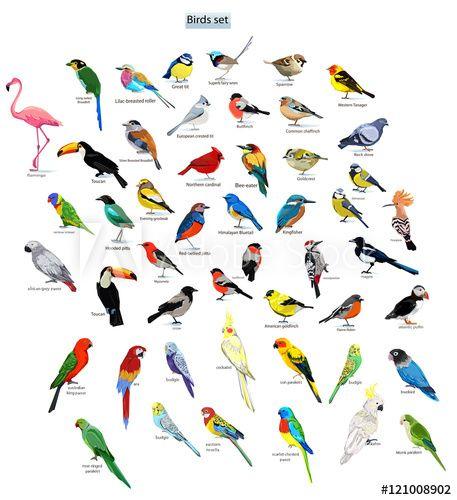 Flying Animals Logo - big set birds. birds flying, animals, bird silhouette, bird vector