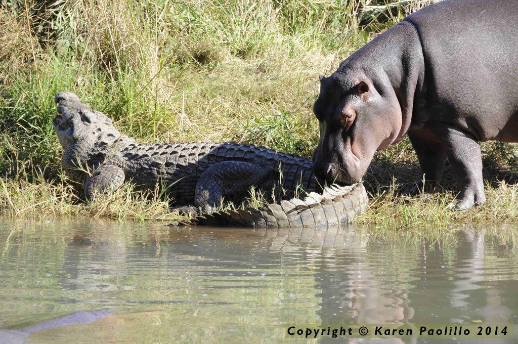 Crocodile Friend Logo - Kiboko grooming a croc | SaveTheHippos.info - TurgweHippoTrust for ...