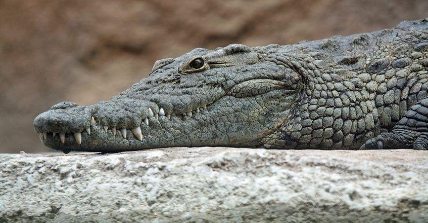 Crocodile Friend Logo - FACT CHECK: Crocodile in New Orleans