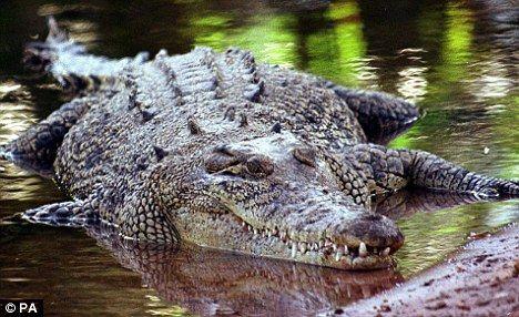 Crocodile Friend Logo - Crocodile attacks Australia: Boy, 12 dies in Northern Territory ...