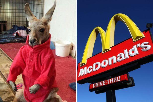 Kangaroo Restaurant Logo - McDonald's: Cancer patient asked to leave eatery - when she turned ...