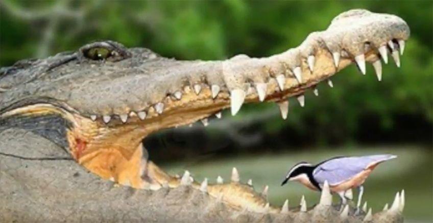 Crocodile Friend Logo - Wild friendships in the animal kingdom | Explore | Awesome ...