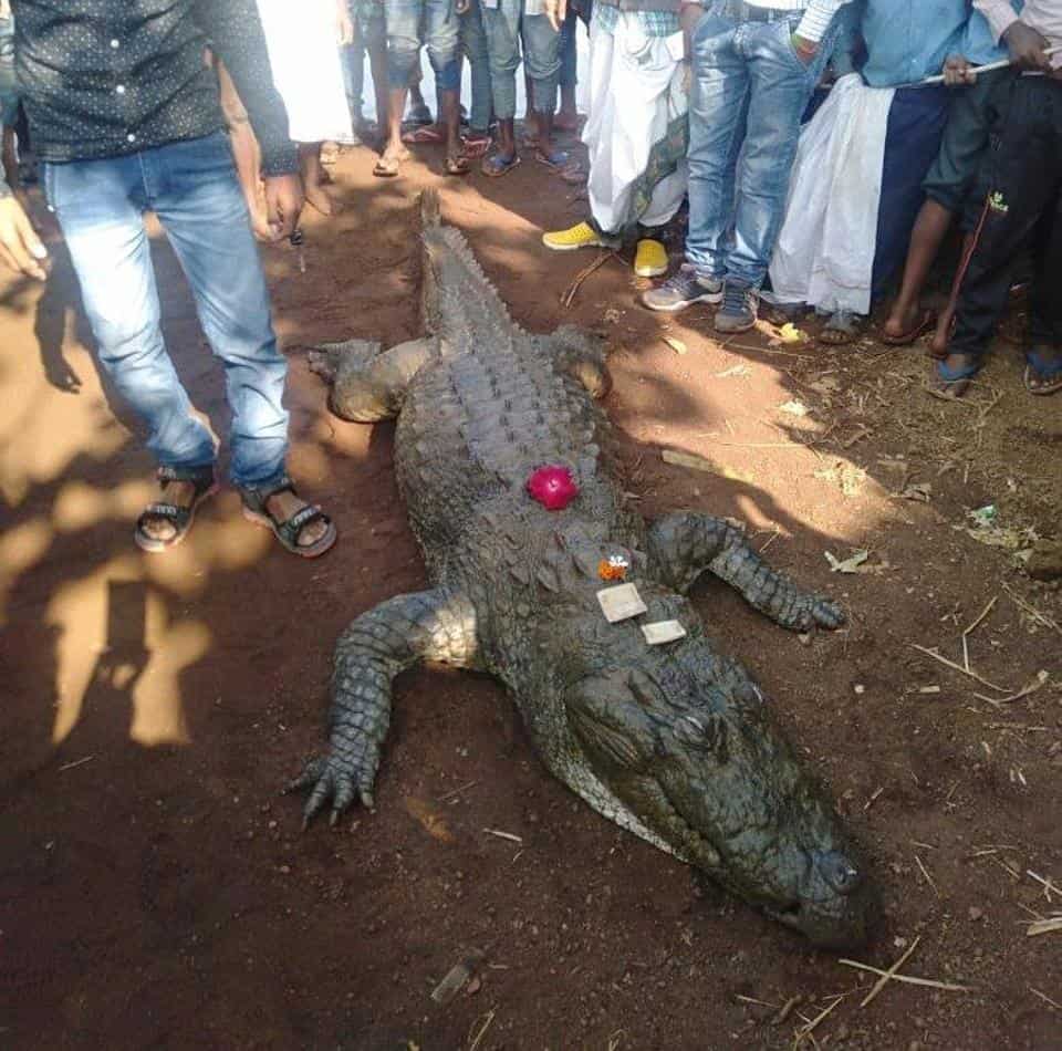Crocodile Friend Logo - 500 people attend last rites of beloved 130-years-old crocodile in ...
