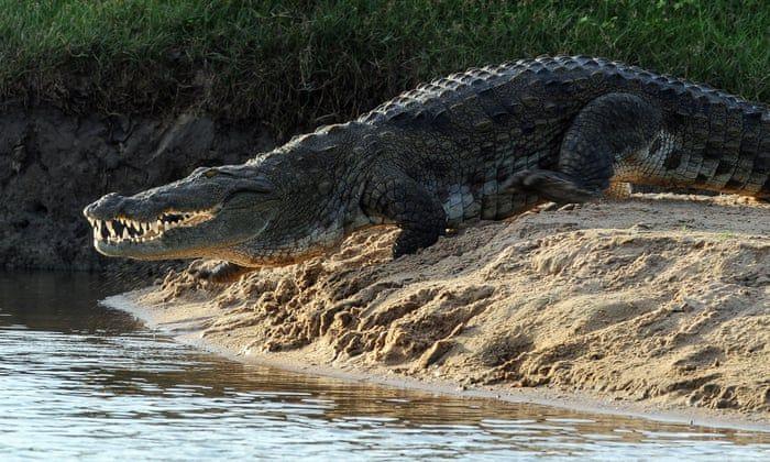 Crocodile Friend Logo - Body of FT journalist presumed killed by crocodile found in Sri ...