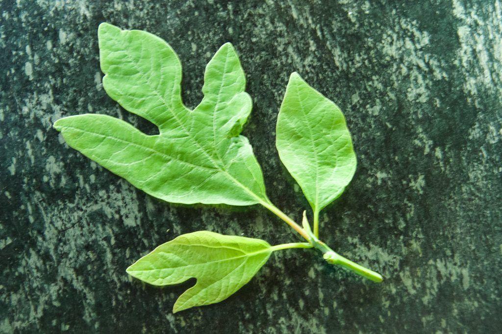 Sassafras Leaf Logo - Sassafras Leaf Infused Vodka: Step by Step - Backyard Forager