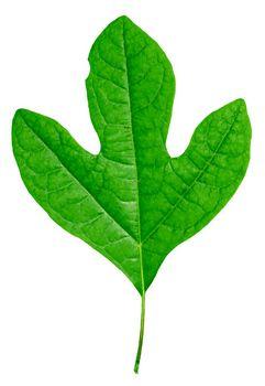 Sassafras Leaf Logo - Nature Park Plants - DePauw University