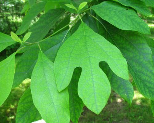 Sassafras Leaf Logo - Sassafras Tree Facts