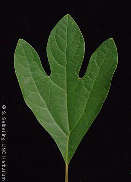 Sassafras Leaf Logo - Common Trees of the North Carolina Piedmont - Sassafras albidum ...