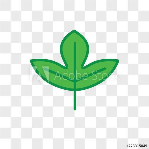 Sassafras Leaf Logo - Sassafras leaf vector icon isolated on transparent background