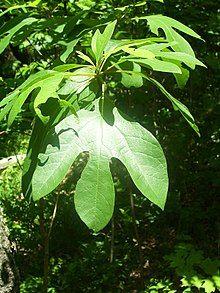 Sassafras Leaf Logo - Gumbo