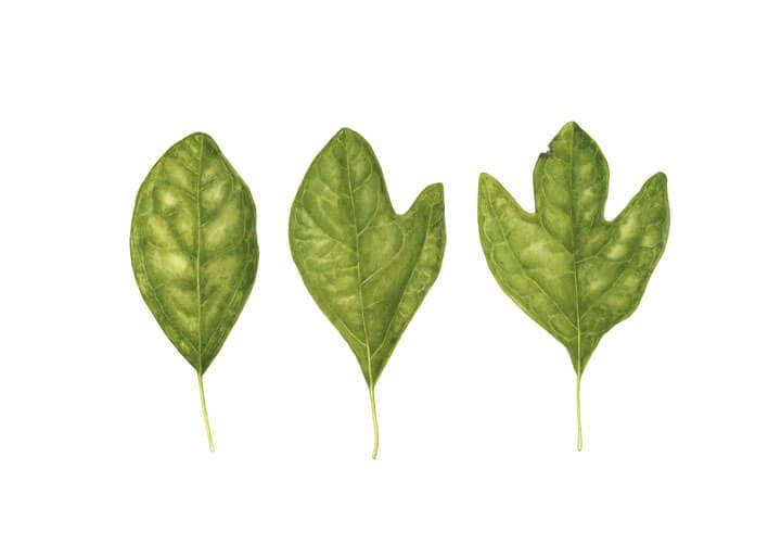 Sassafras Leaf Logo - Sassafras: the Root of a Great Tea – Tudor House Tea & Spice