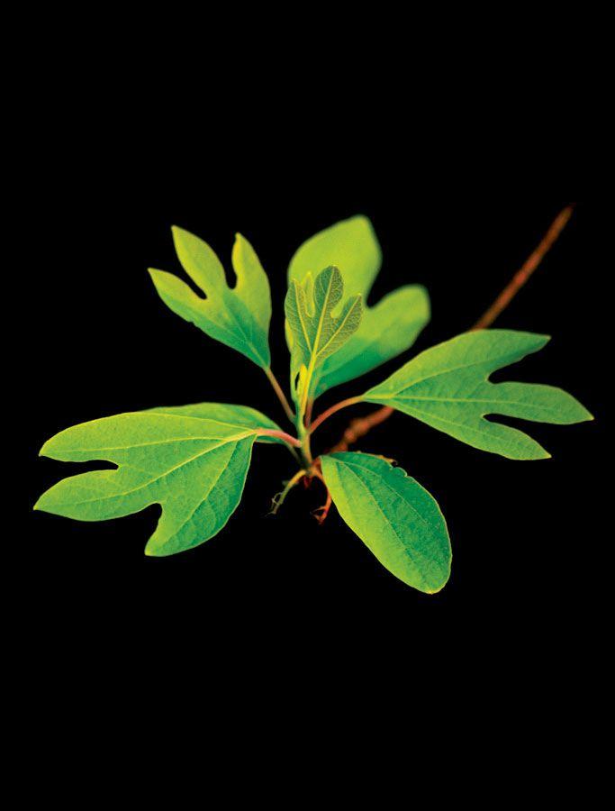 Sassafras Leaf Logo - In between redbud and dogwood there is sassafras | Welcome to the ...