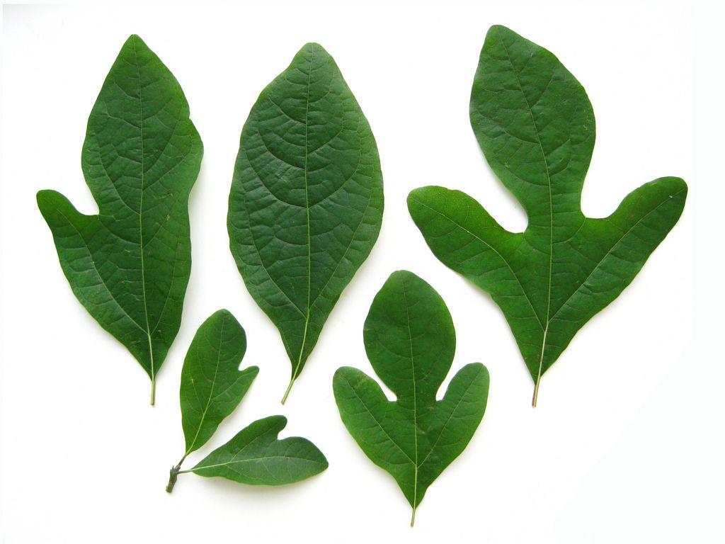 Sassafras Leaf Logo - Sassafras albidum - Sassafras leaves | Virens (Latin for greening ...