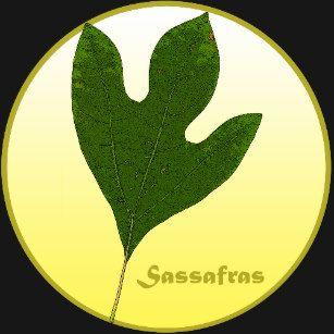 Sassafras Leaf Logo - Sassafras Tree Gifts on Zazzle