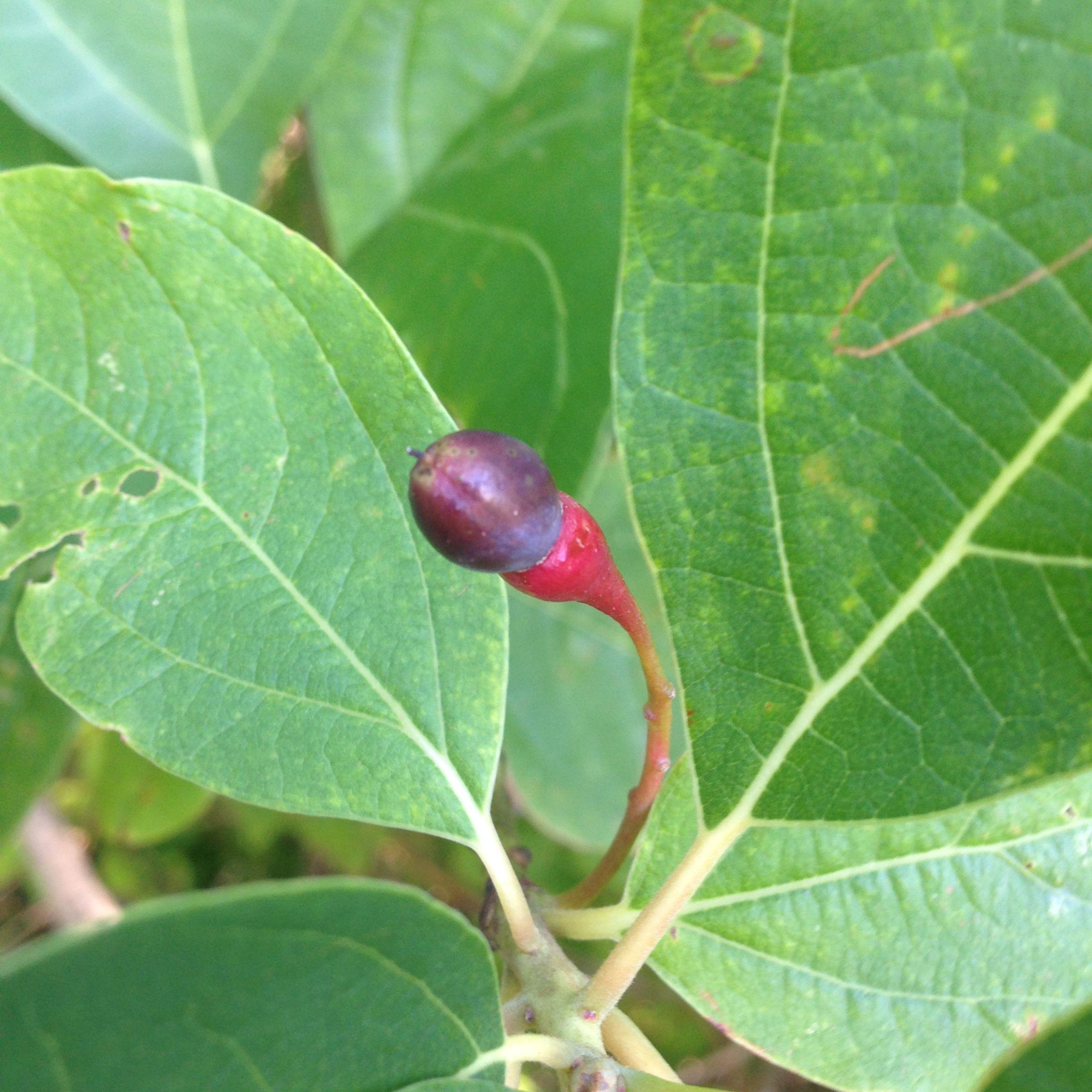 Sassafras Leaf Logo - Sassafras | Backyard and Beyond