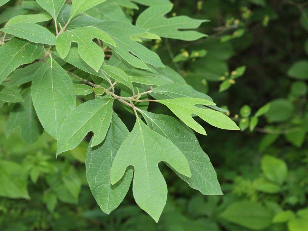 Sassafras Leaf Logo - Sassafras Tea Safety | Food Safety | Andrew Weil, M.D.