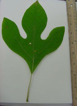 Sassafras Leaf Logo - Sassafras Tree