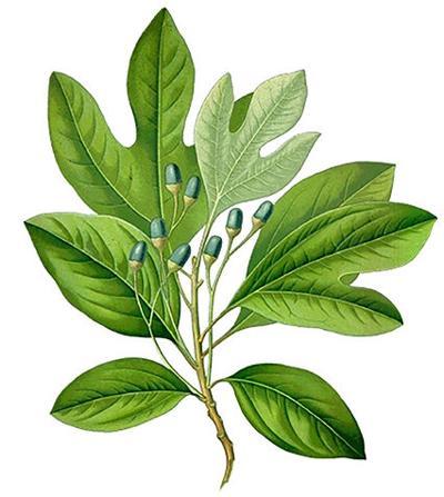 Sassafras Leaf Logo - A taste of nature: Spring forth, sassafras!. Food&Drink