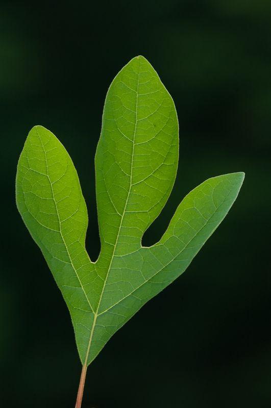 Sassafras Leaf Logo - The 3 Foragers: Foraging for Wild, Natural, Organic Food: Sassafras