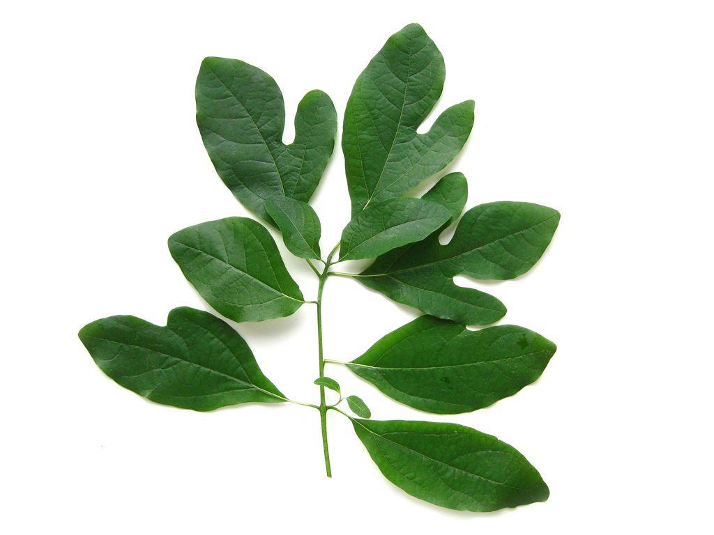 Sassafras Leaf Logo - Sassafras albidum - Sassafras leaves | Virens (Latin for greening ...