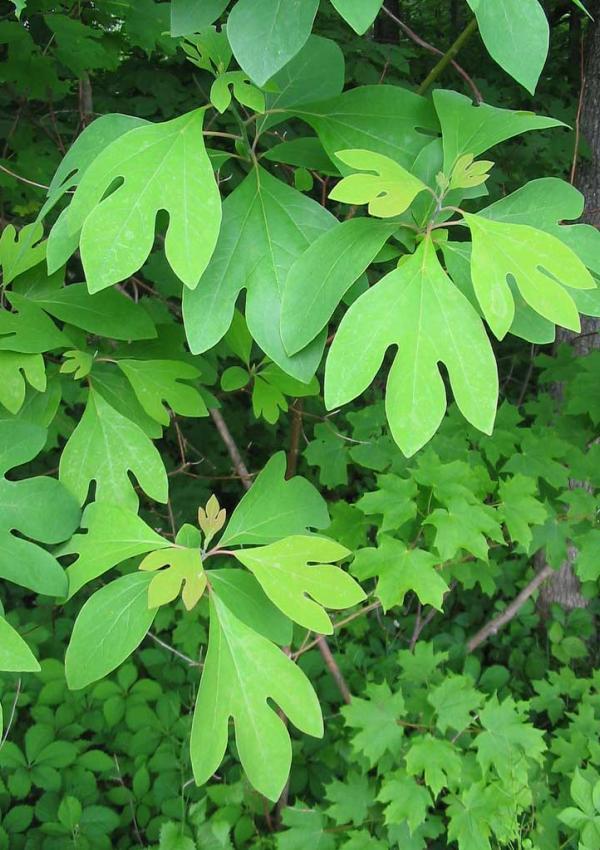 Sassafras Leaf Logo - Sassafras albidum