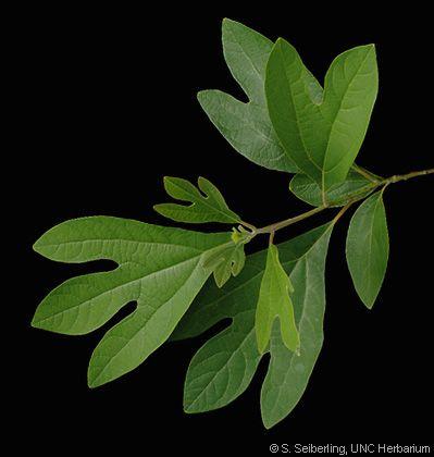 Sassafras Leaf Logo - Common Trees of the North Carolina Piedmont - Sassafras albidum ...