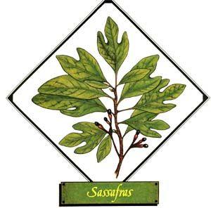 Sassafras Leaf Logo - Sassafras Uses in Herbal Medicine and Cooking. MOTHER EARTH NEWS