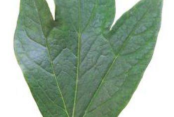 Sassafras Leaf Logo - Facts on Sassafras Leaves | Home Guides | SF Gate