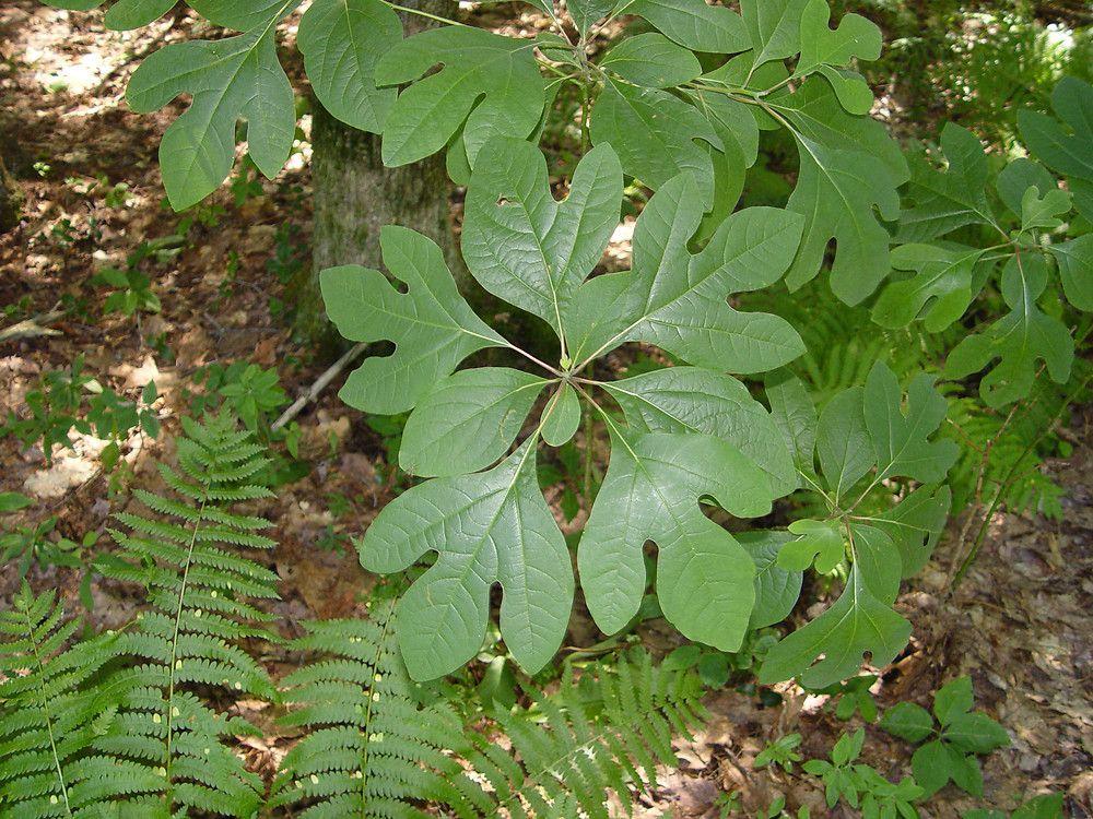 Sassafras Leaf Logo - Sassafras albidum (sassafras): Go Botany