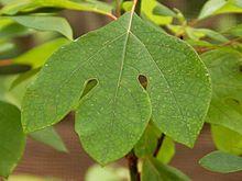 Sassafras Leaf Logo - sassafras - Wiktionary