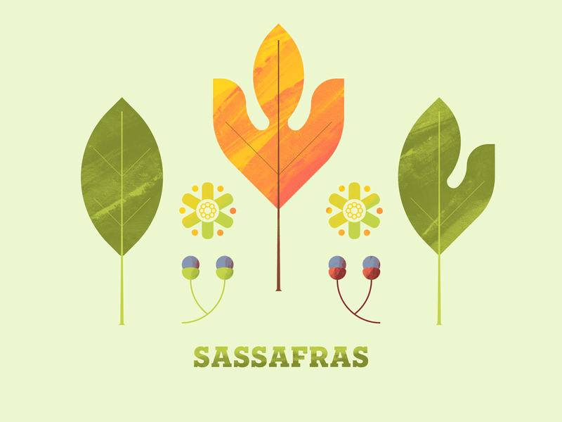 Sassafras Leaf Logo - Sassafras