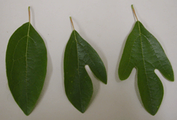 Sassafras Leaf Logo - file