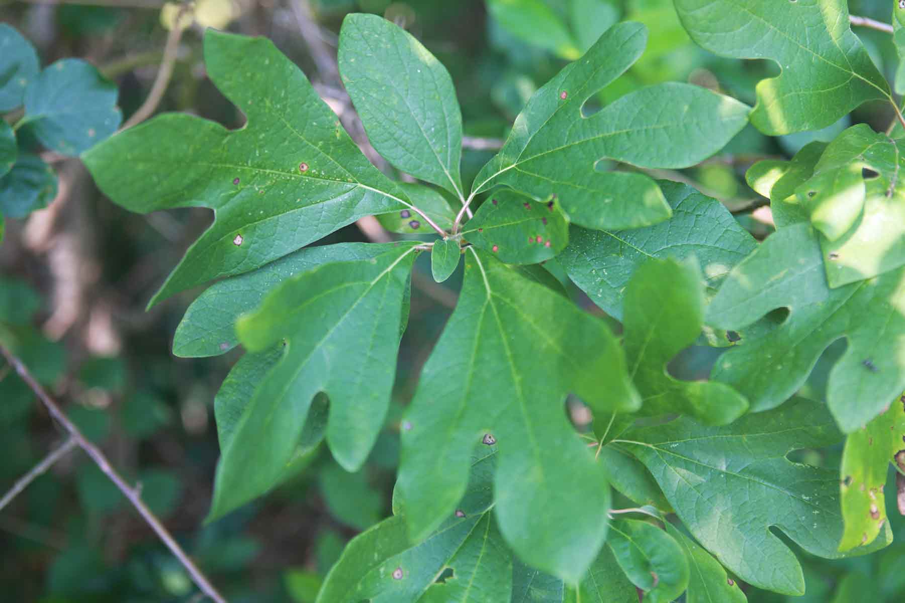 Sassafras Leaf Logo - Homemade Sassafras Root Beer Recipe | SimplyRecipes.com