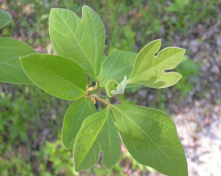 Sassafras Leaf Logo - Sassafras | MDC Discover Nature