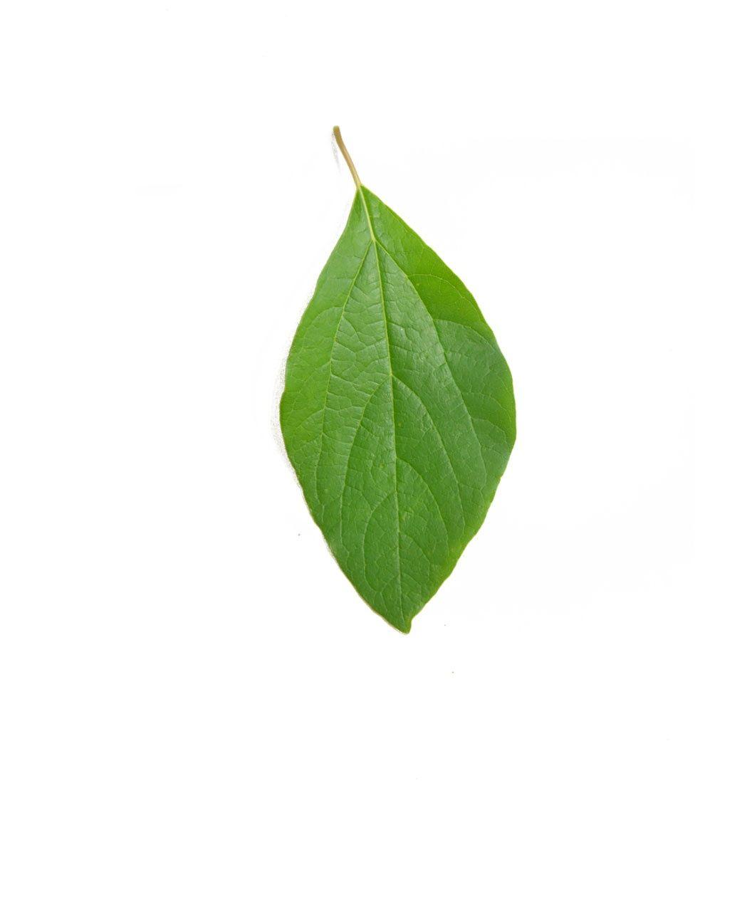 Sassafras Leaf Logo - Sassafras