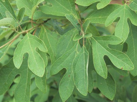 Sassafras Leaf Logo - Southern Forager: Making Filé with Sassafras Leaves