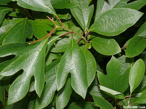 Sassafras Leaf Logo - Sassafras (Sassafras albidum)