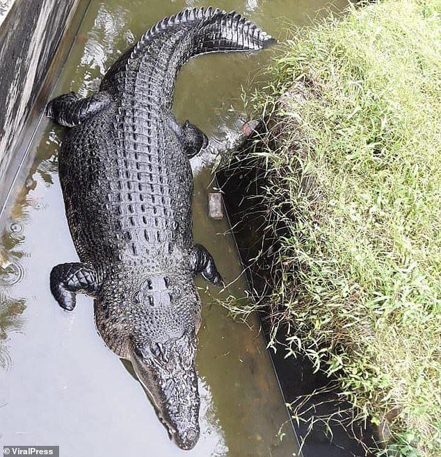 Crocodile Friend Logo - Indonesian scientist eaten alive by crocodile at laboratory | Daily ...