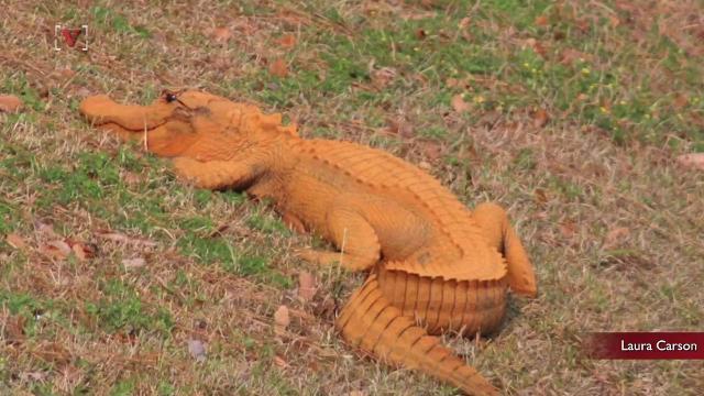 Crocodile Friend Logo - Mysterious orange alligator spotted in South Carolina