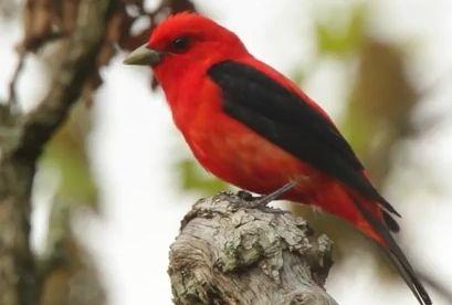 Black and Red Bird Logo - Wild Birds Unlimited: Bright red bird with black wings