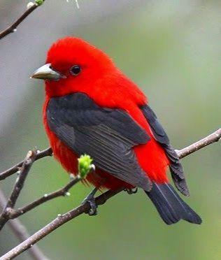 Black and Red Bird Logo - Black Wing Red Bird. REALLY RED BIRDS. Beautiful birds, Birds