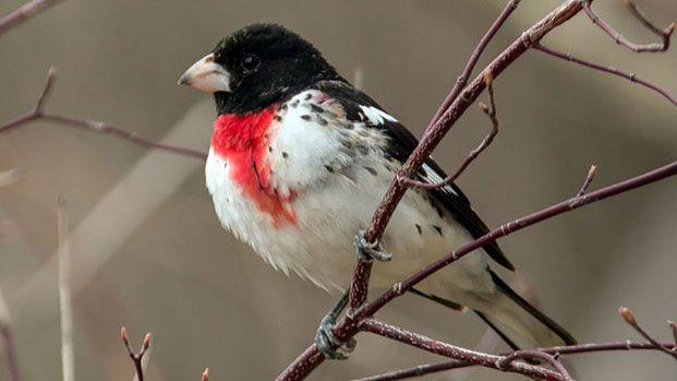 White and Red Bird Logo - I saw a black-and-white bird at my feeder with a red triangle on the ...
