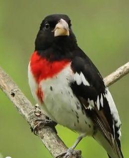 Red and Green with a Red Bird Logo - Wild Birds Unlimited: Black and white bird with a bright red bib