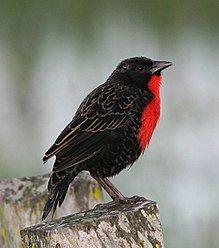 Black and Red Bird Logo - Red-breasted meadowlark