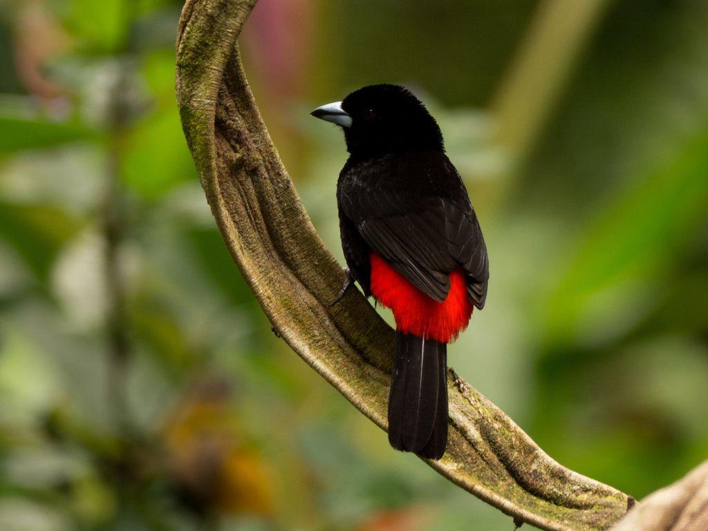 Black and Red Bird Logo - Costa Rica Black Red Bird. Bird of Costa Rica