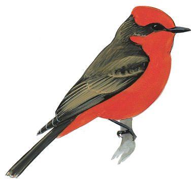 Black and Red Bird Logo - Scarlet Tanager | Audubon Field Guide