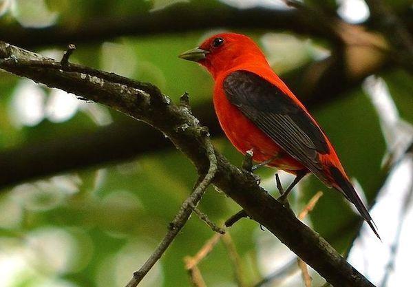 Black and Red Bird Logo - Scarlet Tanager Bird Watcher's Digest